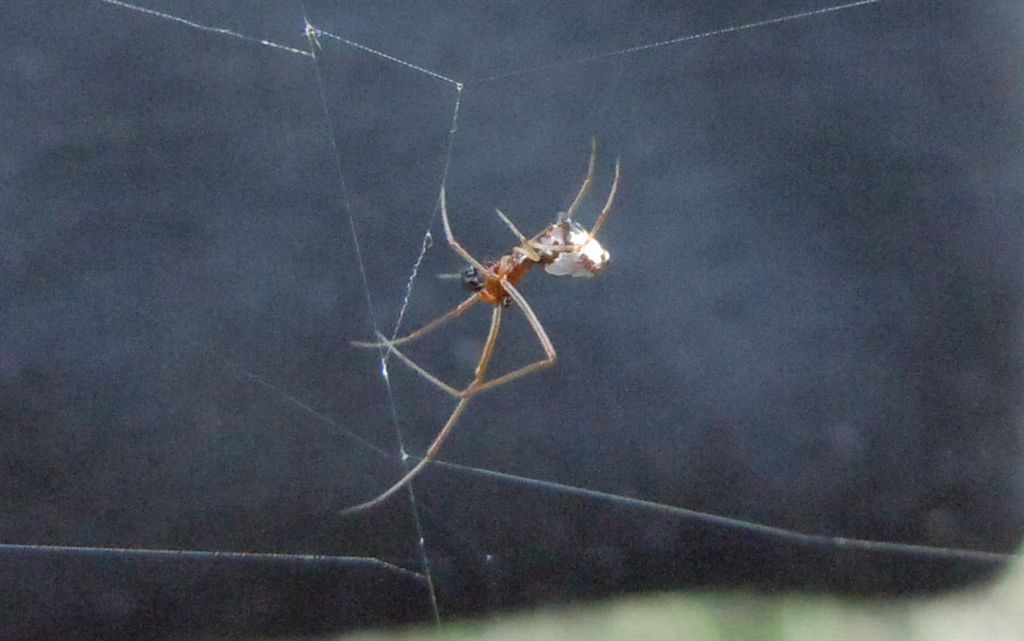 Argiope bruennichi + Argyrodes + dittero scroccone